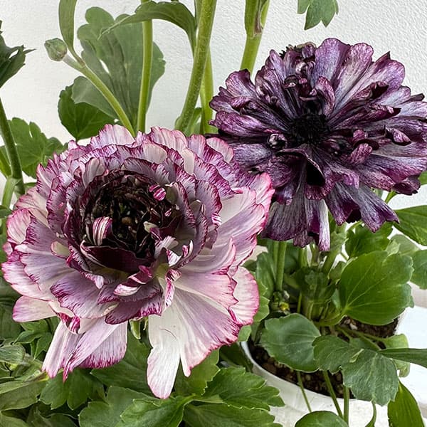 園芸ネット本店｜ラナンキュラス：イカロス（パープル系）3.5号ポット