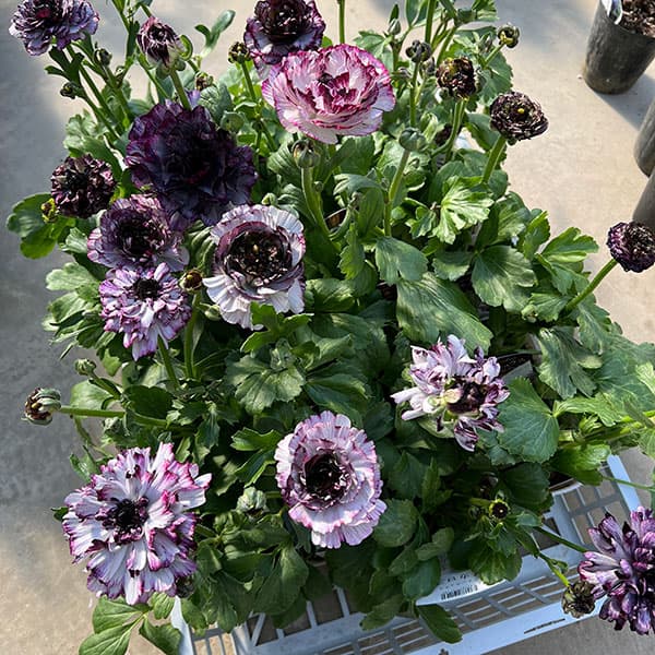 園芸ネット本店｜ラナンキュラス：イカロス（パープル系）3.5号ポット