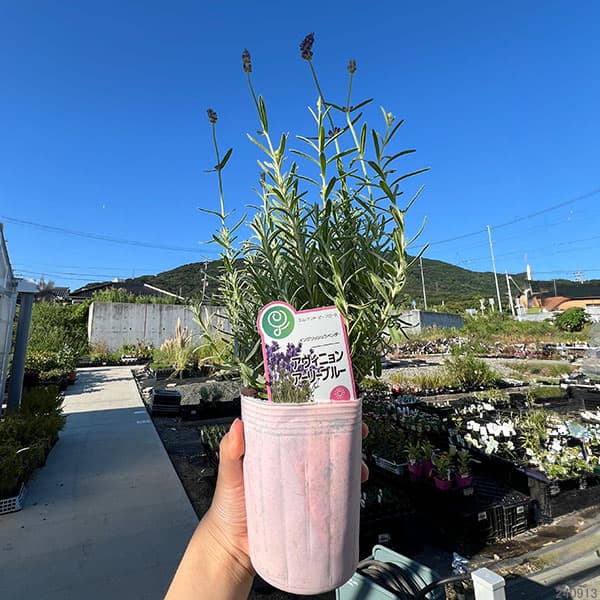 園芸ネット本店｜イングリッシュラベンダー：アヴィニョンアーリー