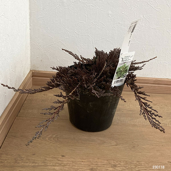 園芸ネット本店｜コニファー（這性）：ウィルトニー5号ポット の通販