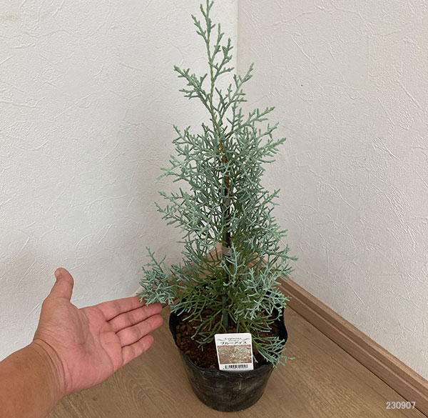園芸ネット本店｜コニファー（立ち性）：ブルーアイス5号ポット の通販