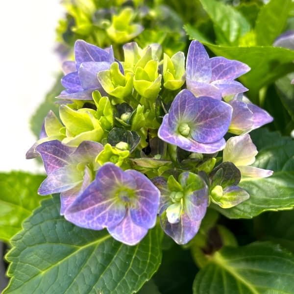 園芸ネット本店｜[26年5月中下旬予約]アジサイ：レディマタハリ