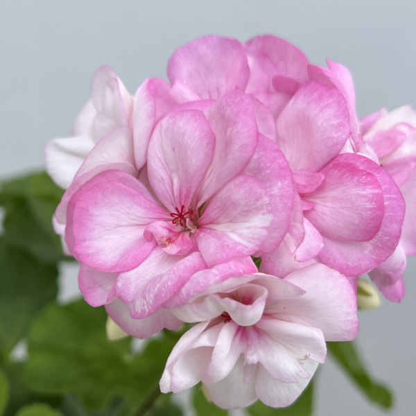 園芸ネット本店｜[26年3月中下旬予約]ゼラニウム：クオリティ ピンク