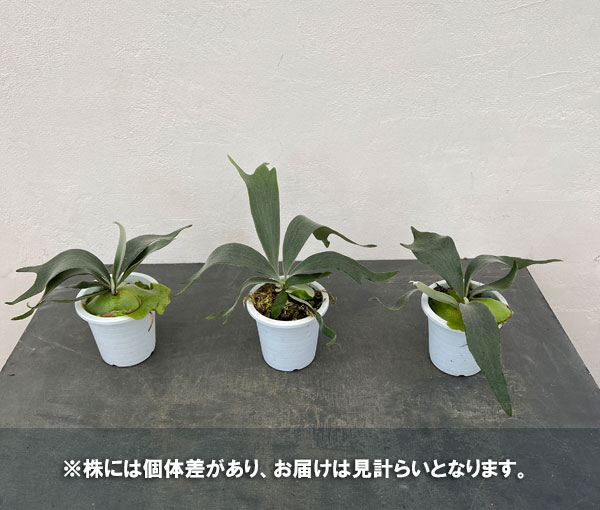 園芸ネット本店｜ビカクシダ（コウモリラン）：ホワイトホーク4号