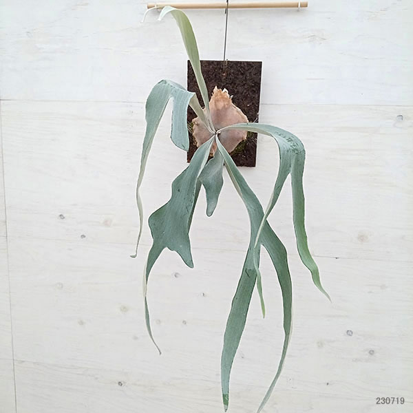 園芸ネット本店｜ビカクシダ（コウモリラン）： OMO（オモ）ポーラー