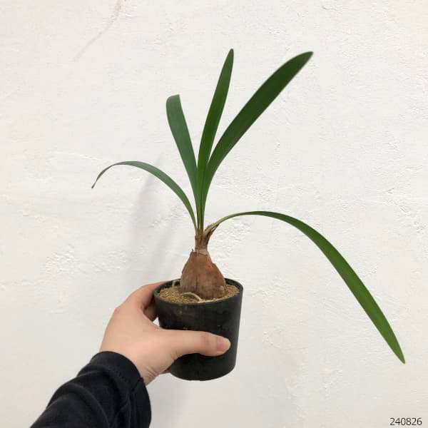 園芸ネット本店｜キルタンサス：スピラリス 3号鉢 の通販【公式】