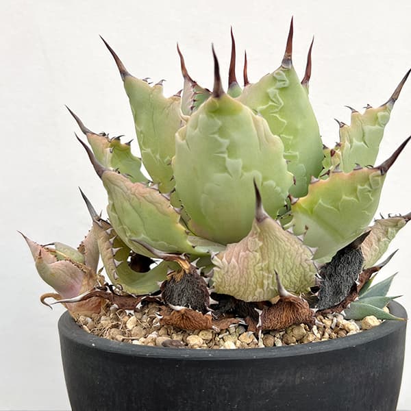 園芸ネット本店｜（わけあり特価）アガベ：ドラゴンスケイル 5号鉢植え