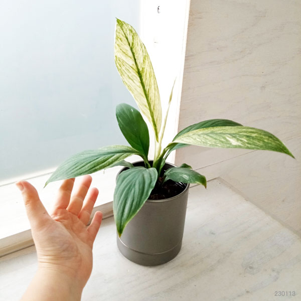 スパティフィラム センセーション 黄斑 斑入り 3号ポット ②