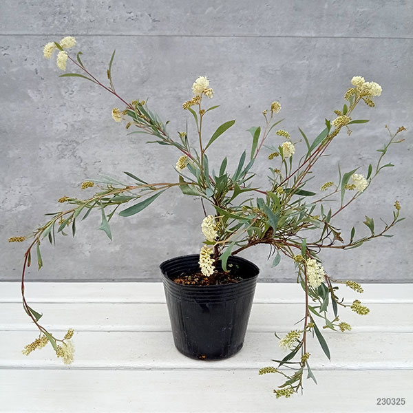 園芸ネット本店｜グレビレア：シナフェア4号ポット の通販【公式】