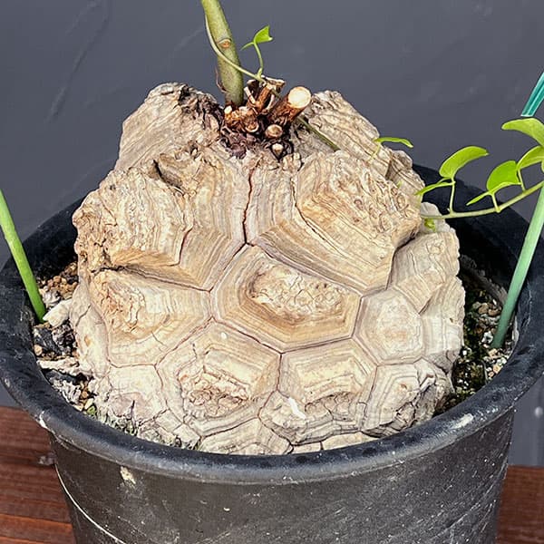 園芸ネット本店｜ディオスコレア（亀甲竜）6号23-01 の通販【公式】