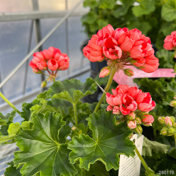 専用リンク 超希少品種ゼラニウム レア品種ゼラニウム苗 DNY01