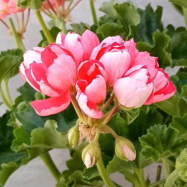 園芸ネット本店｜ゼラニウム（チューリップ咲き）：フリンジドパンドラ