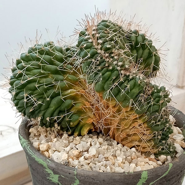 園芸ネット本店｜マミラリア：白竜丸綴化 3号陶器鉢 の通販【公式】