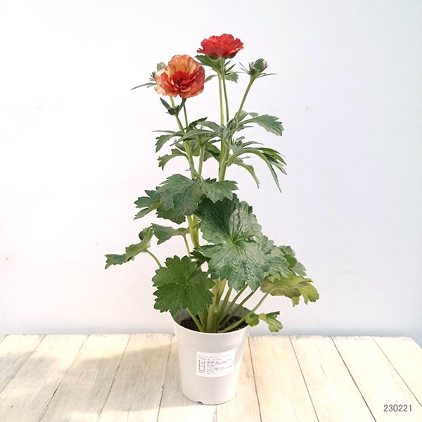 園芸ネット本店｜ラナンキュラス：サラセレネ イパリオン5号鉢植え の