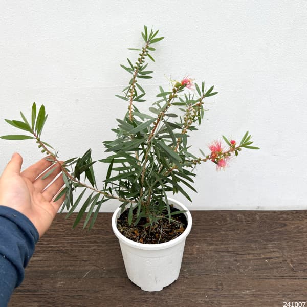 園芸ネット本店｜カリステモン（金宝樹・ブラシノキ）：ピンク