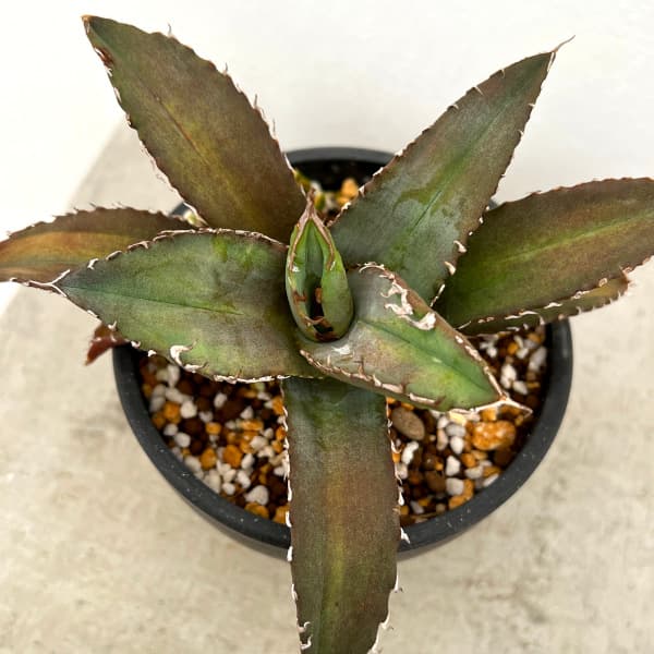 園芸ネット本店｜アガベ：チタノタ ソーラーエクリプス（狂刺夕映中斑