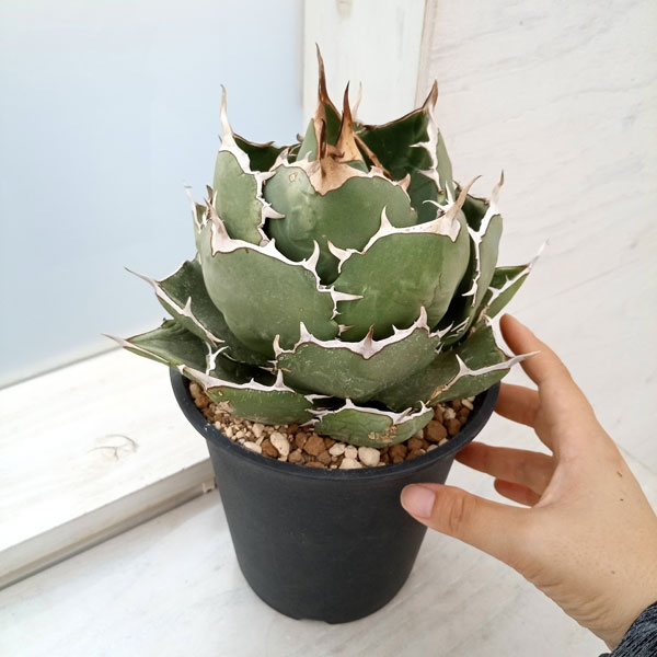 園芸ネット本店｜[送料無料]アガベ：オテロイ（チタノタ FO-076）5号