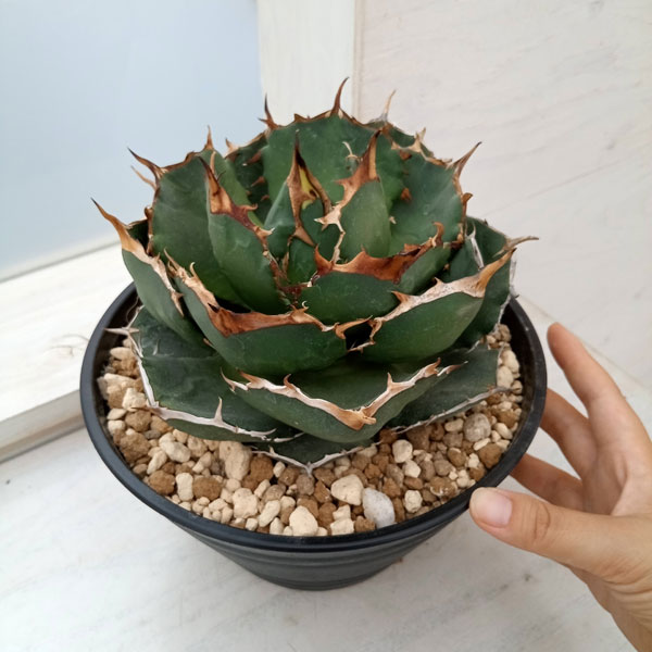 園芸ネット本店｜アガベ：オテロイ イラン産（チタノタ FO-076）7号