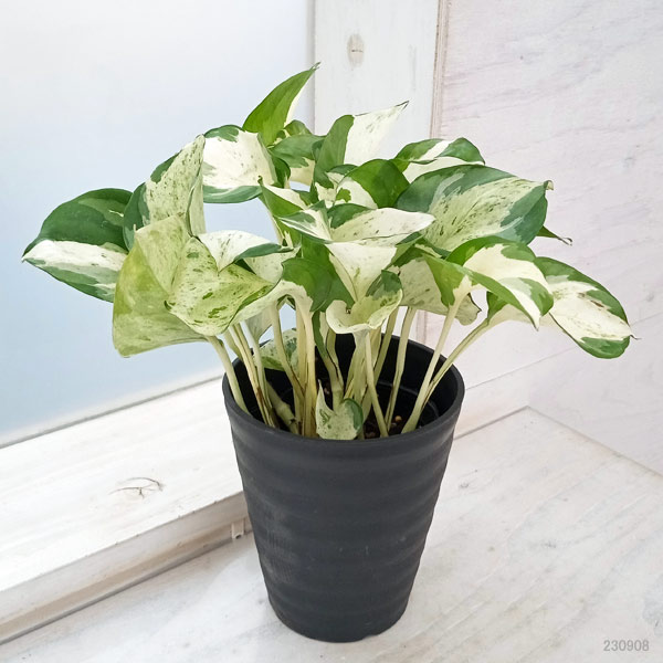 園芸ネット本店｜[26年3月中下旬予約]ポトス：ステータス 4号鉢植え の