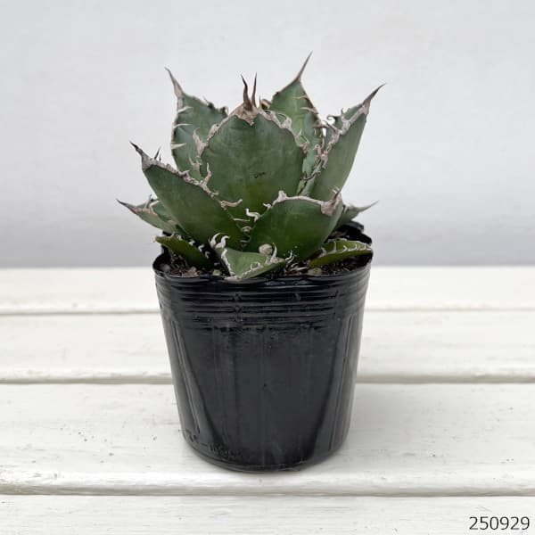 園芸ネット本店｜アガベ：チタノタ シーザー（凱撤） 3号鉢植え の通販