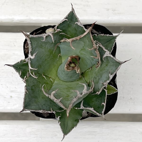 園芸ネット本店｜アガベ：チタノタ シーザー（凱撤） 3号鉢植え の通販