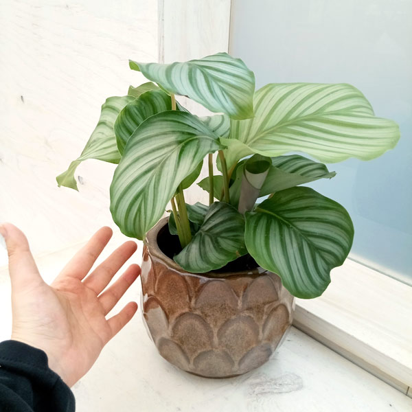 園芸ネット本店｜カラテア：オルビフォリア4号 陶器鉢（ブリテ12）入り