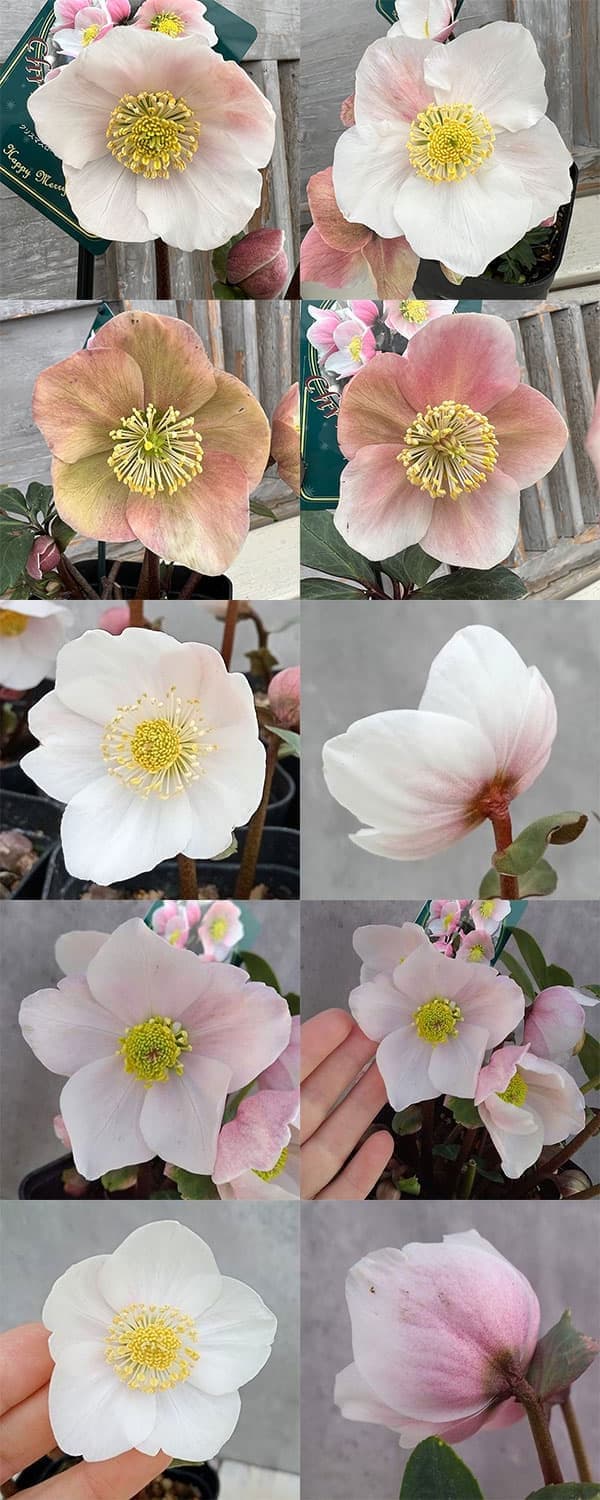 園芸ネット本店｜クリスマスローズ（原種系）：フルール ド ノエル