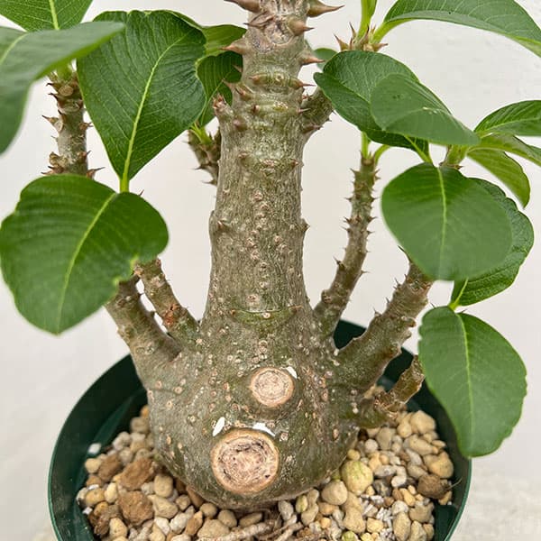 園芸ネット本店｜パキポディウム：ウィンゾリー（実生） 4号鉢植え23