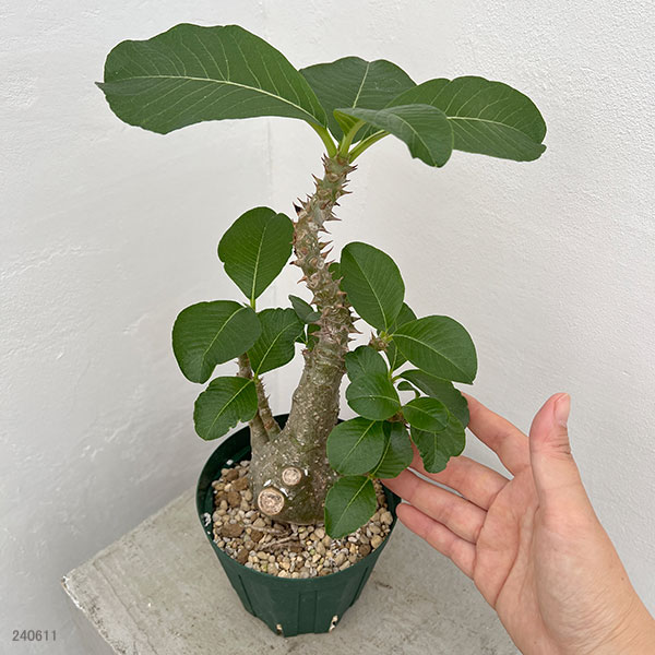 園芸ネット本店｜パキポディウム：ウィンゾリー（実生） 4号鉢植え23