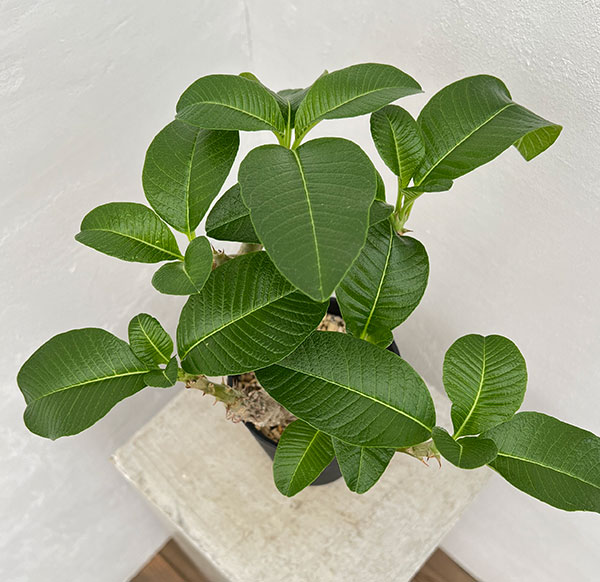 園芸ネット本店｜パキポディウム：ウィンゾリー（実生） 4号鉢植え23