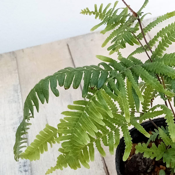 園芸ネット本店｜シダ：ウラジロシダ2.5号ポット の通販【公式】