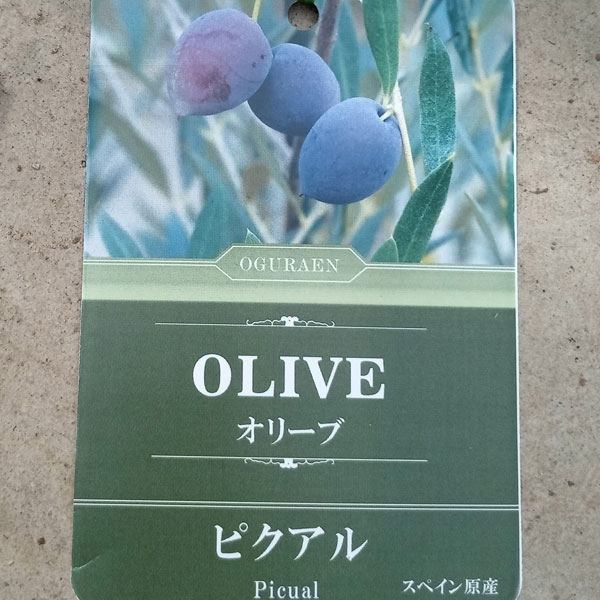 園芸ネット本店｜オリーブ：ピクアル 8号鉢植え の通販【公式】