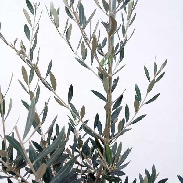 園芸ネット本店｜オリーブ：ピクアル 8号鉢植え の通販【公式】