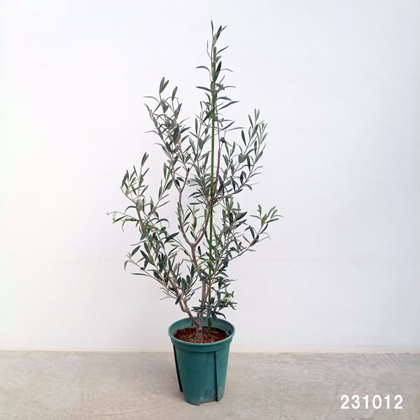 園芸ネット本店｜オリーブ：コラティーナ 8号鉢植え の通販【公式】