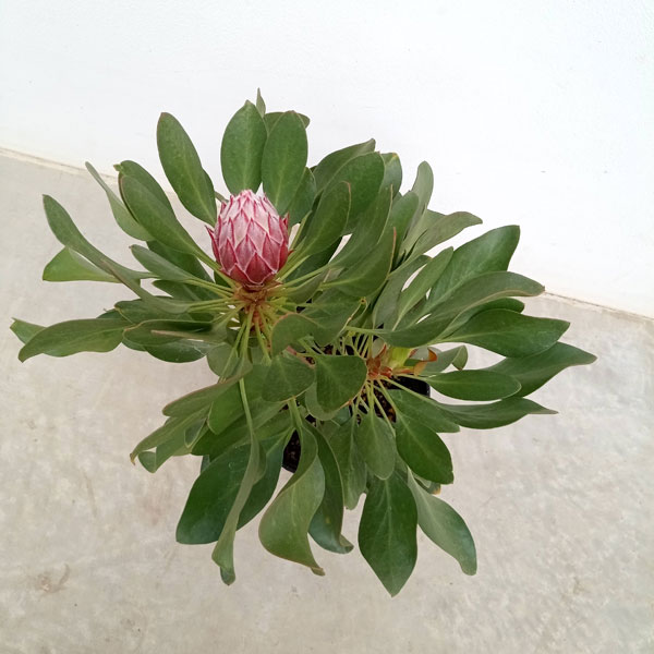 園芸ネット本店｜[ザ・ファームセレクト]プロテア：リトルプリンス5号