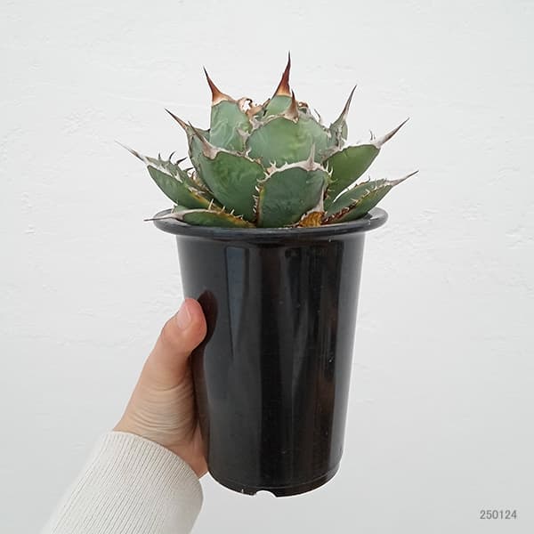 園芸ネット本店｜アガベ：チタノタ バリエガータ（覆輪斑） 3.5号23-02