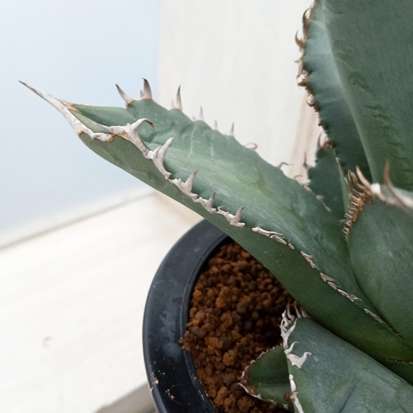 園芸ネット本店｜アガベ：オテロイ（チタノタ FO-076 エフオーゼロ