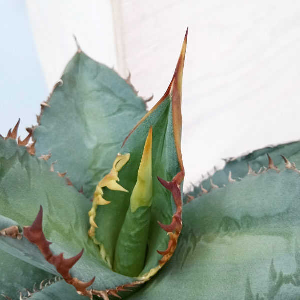 園芸ネット本店｜アガベ：オテロイ（チタノタ FO-076 エフオーゼロ