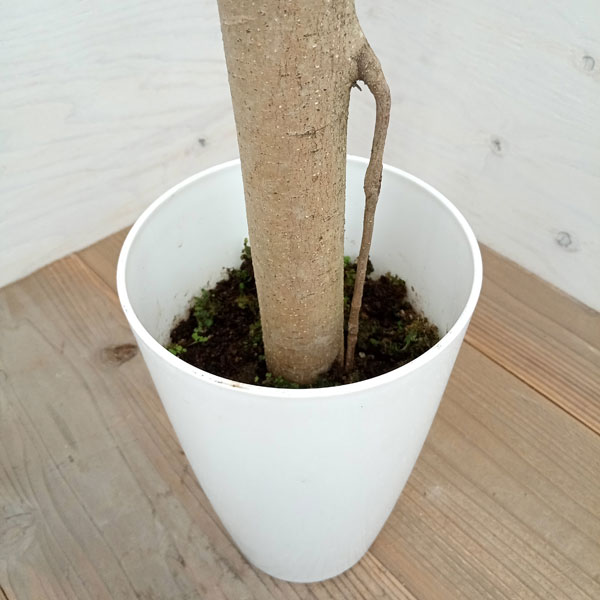 園芸ネット本店｜ガジュマル：パンダガジュマル 7号鉢植え* の通販【公式】