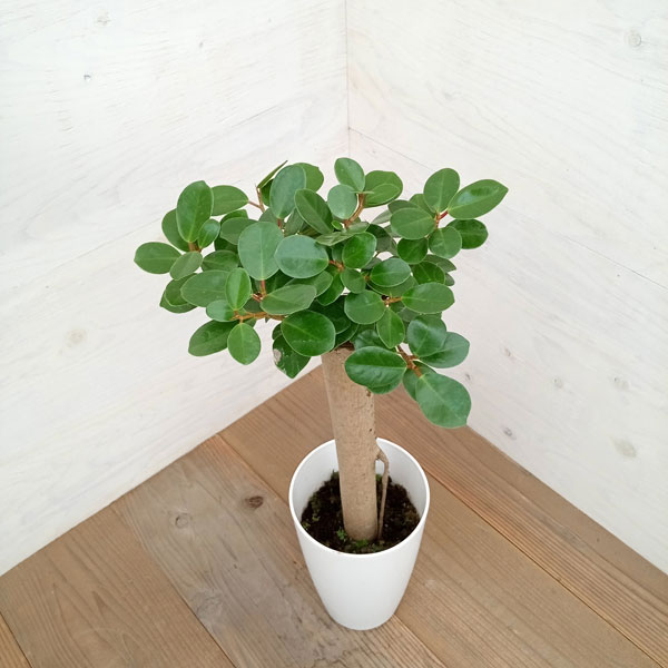 園芸ネット本店｜ガジュマル：パンダガジュマル 7号鉢植え* の通販【公式】