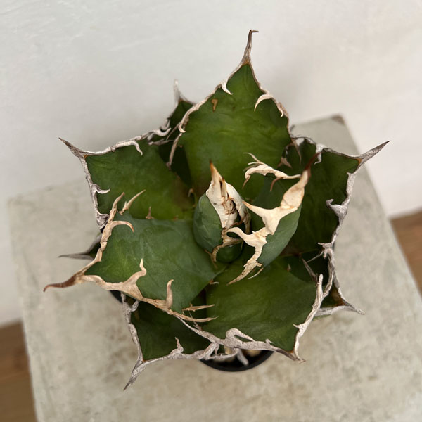 園芸ネット本店｜アガベ：チタノタ シーザー（凱撤） 8cm角鉢植え の