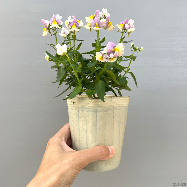 園芸ネット本店｜ネメシア：レモンパイ3.5号ポット* の通販【公式】