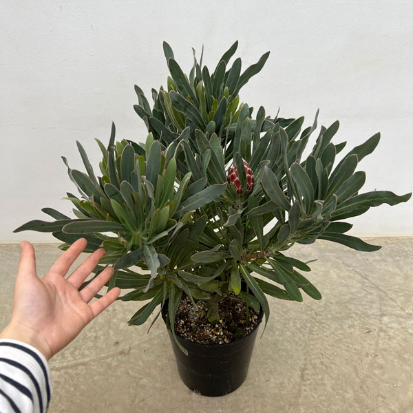 園芸ネット本店｜[ザ・ファームセレクト]プロテア：ポッサムマジック7