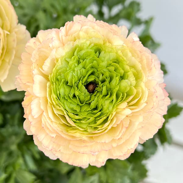 園芸ネット本店｜ラナンキュラス：サクセス トアレグ6号鉢植え の通販