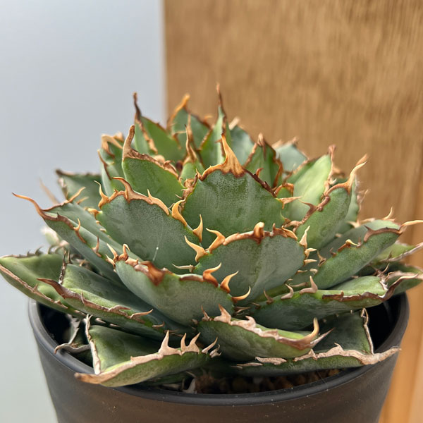 園芸ネット本店｜アガベ：チタノタ フィリグリー 3.5号鉢植え の通販