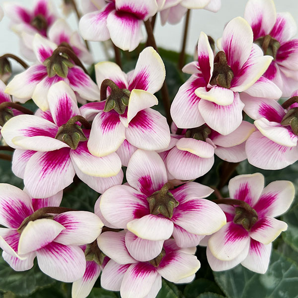 園芸ネット本店｜シクラメン：チモ ピコティ（ピンク）4号鉢植え の