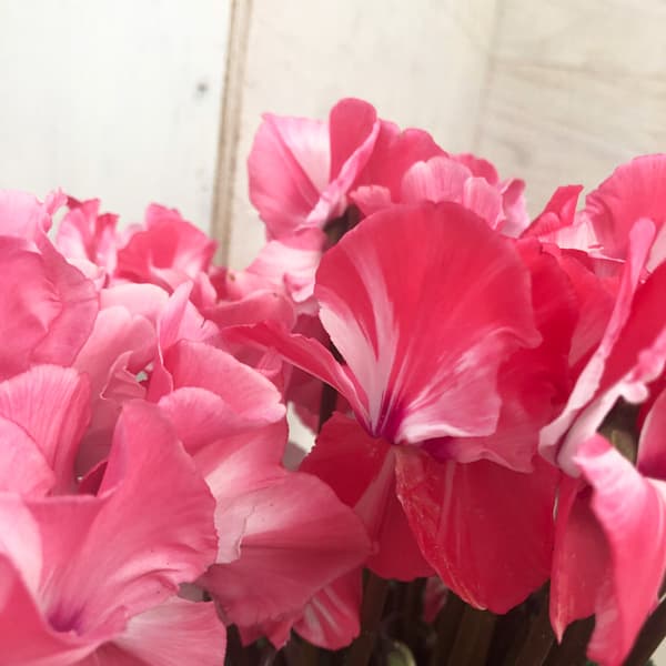 園芸ネット本店｜シクラメン：ミルキーガール5号鉢植え の通販【公式】