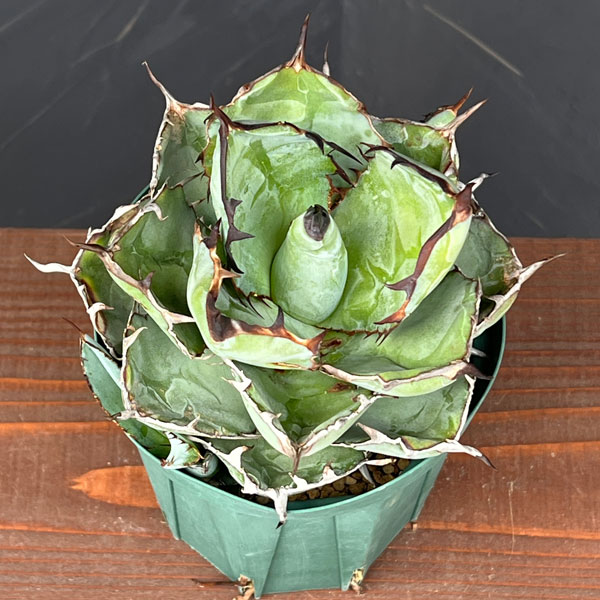 園芸ネット本店｜アガベ：チタノタ ブラックアンドブルー セレクト株 4