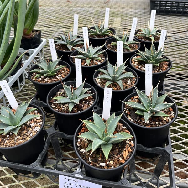 園芸ネット本店｜アガベ：ユタエンシス エボリスピナ 3.5号鉢植え の