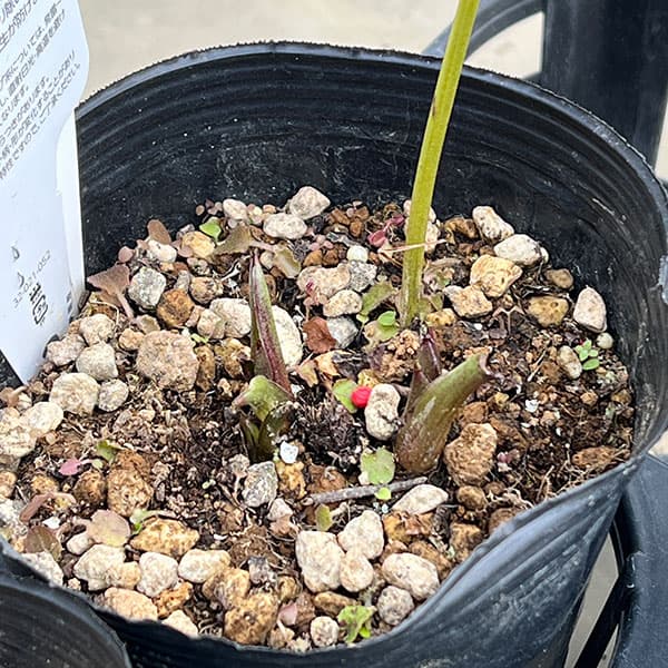 MIYABI フレグランスグリーン グリーンリップ 加藤農園 計2苗 園芸